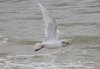 Mediterranean Gull at Southend Seafront (Steve Arlow) (67077 bytes) Mediterranean Gull at Southend Seafront (Steve Arlow) (67077 bytes)